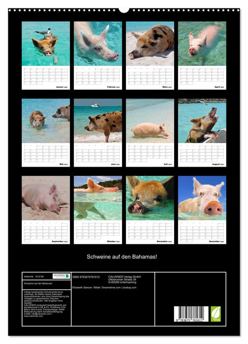 Des cochons aux Bahamas ! (Calendrier mural CALVENDO Premium 2024) 