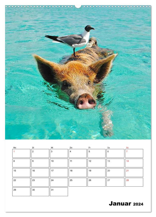 Schweine auf den Bahamas! (CALVENDO Premium Wandkalender 2024)