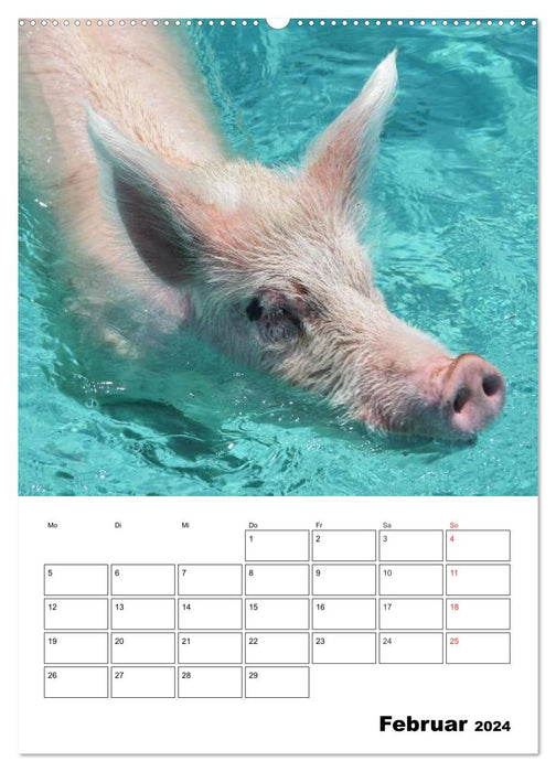 Des cochons aux Bahamas ! (Calendrier mural CALVENDO Premium 2024) 