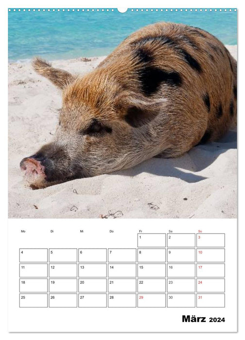 Schweine auf den Bahamas! (CALVENDO Premium Wandkalender 2024)