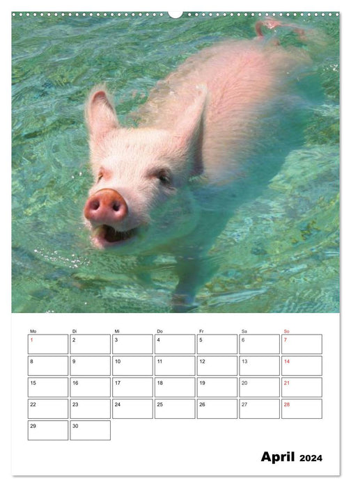 Des cochons aux Bahamas ! (Calendrier mural CALVENDO Premium 2024) 