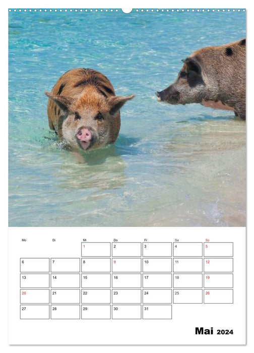 Des cochons aux Bahamas ! (Calendrier mural CALVENDO Premium 2024) 