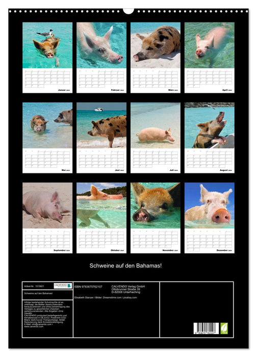 Schweine auf den Bahamas! (CALVENDO Wandkalender 2024)