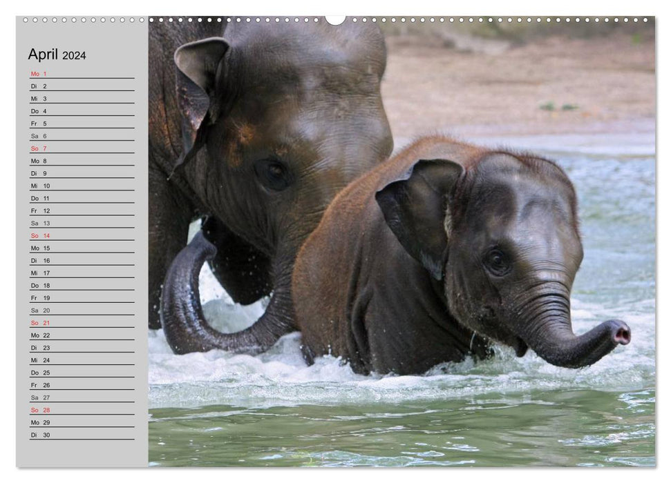 Elefanten. Spaß am Wasser (CALVENDO Wandkalender 2024)