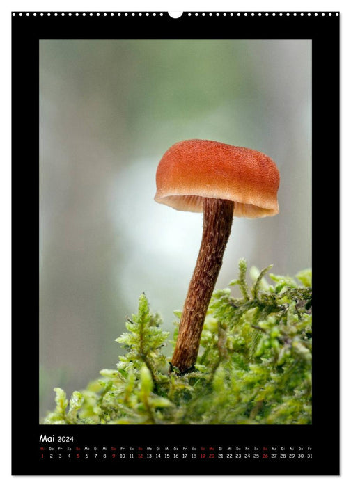 Pilzgalerie - Die geheimnisvolle Welt der heimischen Pilze (CALVENDO Wandkalender 2024)