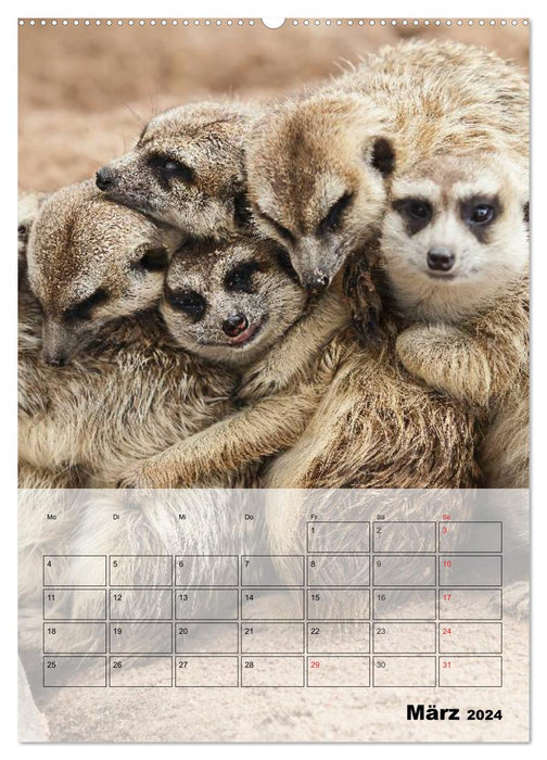 Erdmännchen - Afrikas liebenswerte Zwerge (CALVENDO Wandkalender 2024)