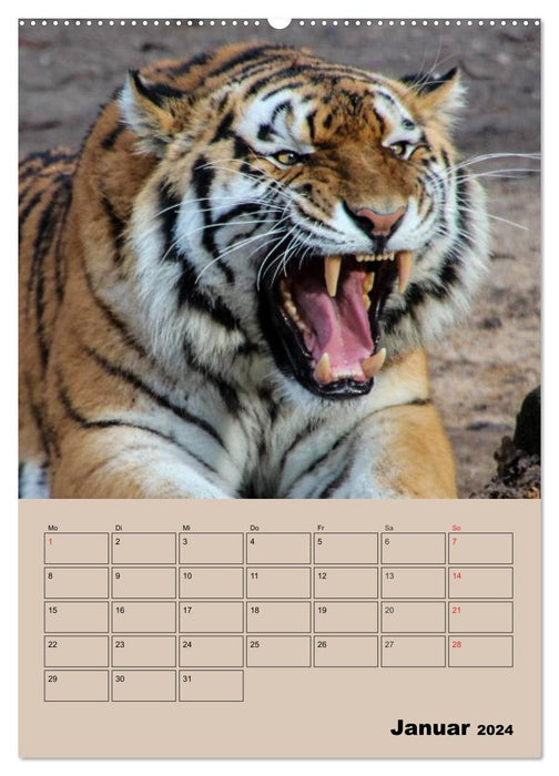 Großkatzen. Raubkatzengesichter (CALVENDO Wandkalender 2024)