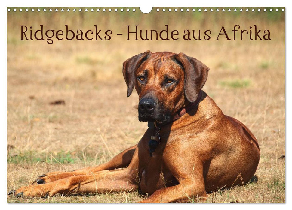 Ridgebacks - Hunde aus Afrika (CALVENDO Wandkalender 2024)