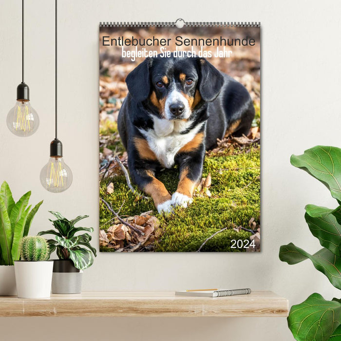 Entlebucher Sennenhunde begleiten Sie durch das Jahr (CALVENDO Wandkalender 2024)