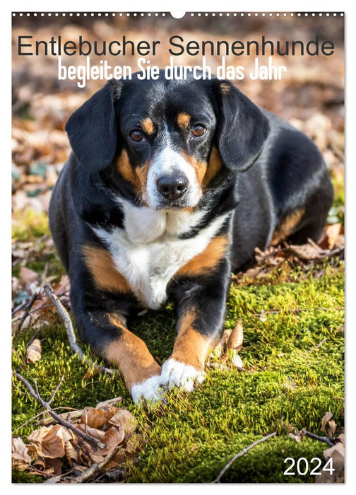 Les chiens de montagne de l'Entlebuch vous accompagnent tout au long de l'année (calendrier mural CALVENDO 2024) 