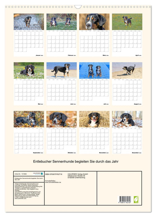 Entlebucher Sennenhunde begleiten Sie durch das Jahr (CALVENDO Wandkalender 2024)