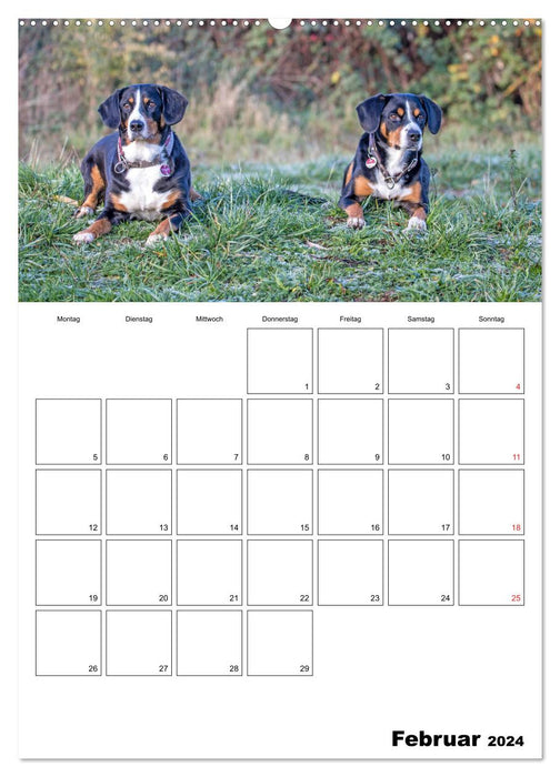 Entlebucher Sennenhunde begleiten Sie durch das Jahr (CALVENDO Wandkalender 2024)