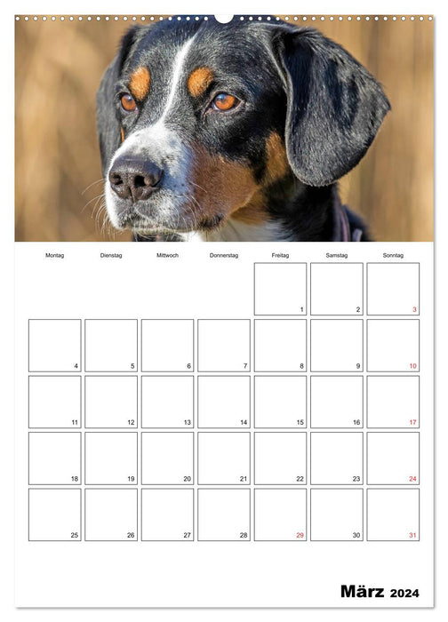 Les chiens de montagne de l'Entlebuch vous accompagnent tout au long de l'année (calendrier mural CALVENDO 2024) 