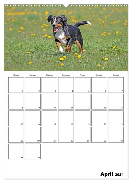 Entlebucher Sennenhunde begleiten Sie durch das Jahr (CALVENDO Wandkalender 2024)