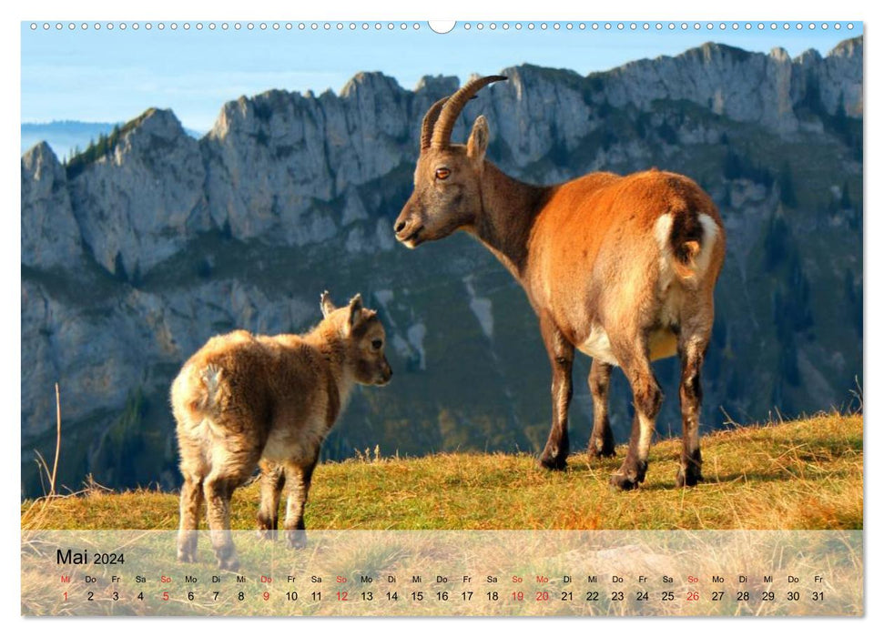 Goats. Smart Free Spirits (CALVENDO Premium Wall Calendar 2024) 