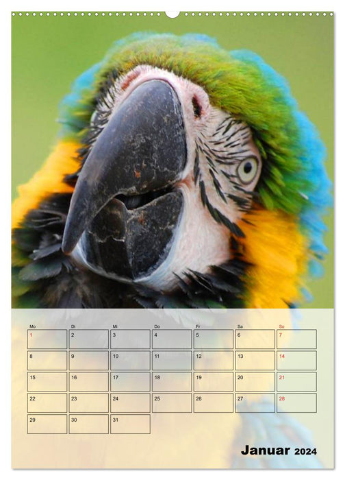 Macaws. The Parrot Planner (CALVENDO Wall Calendar 2024) 