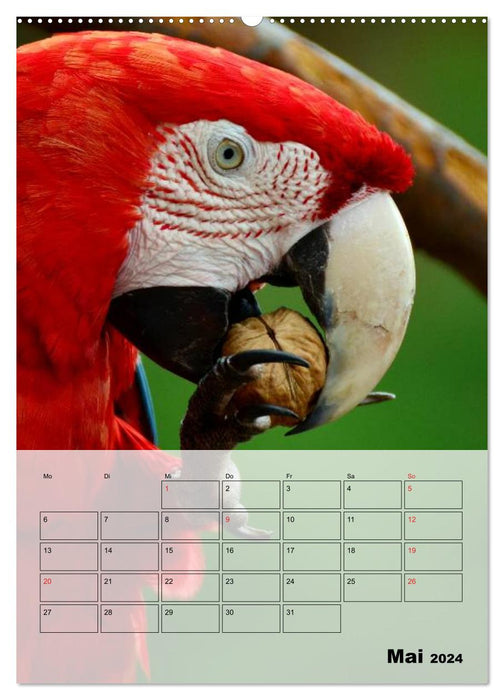 Aras. Der Papageien-Planer (CALVENDO Wandkalender 2024)