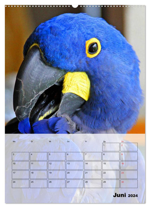 Macaws. The Parrot Planner (CALVENDO Wall Calendar 2024) 