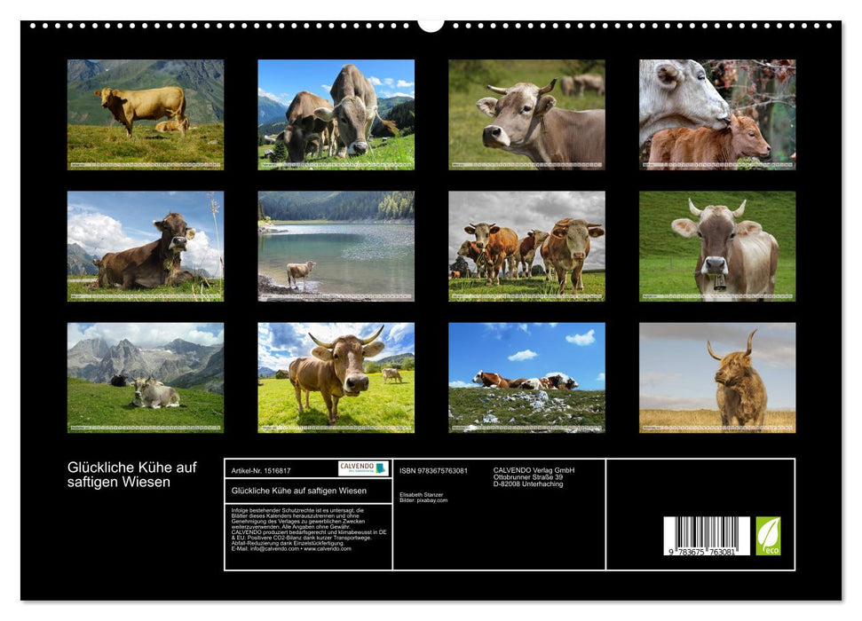 Vaches heureuses dans des prairies luxuriantes (Calendrier mural CALVENDO Premium 2024) 