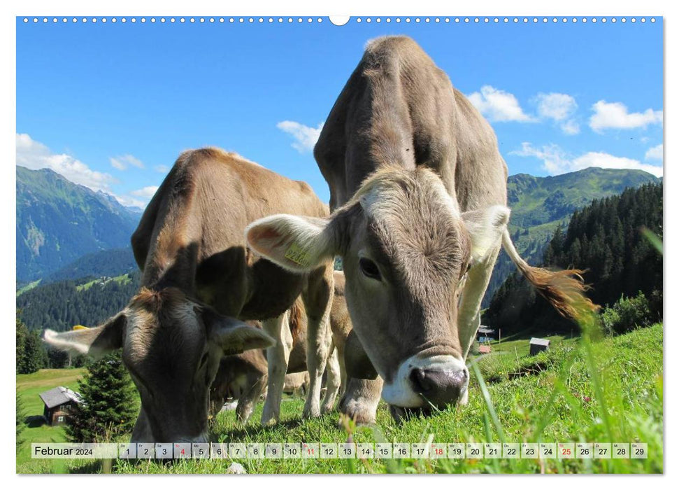 Vaches heureuses dans des prairies luxuriantes (Calendrier mural CALVENDO Premium 2024) 