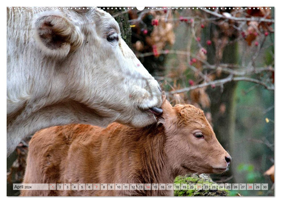 Vaches heureuses dans des prairies luxuriantes (Calendrier mural CALVENDO Premium 2024) 