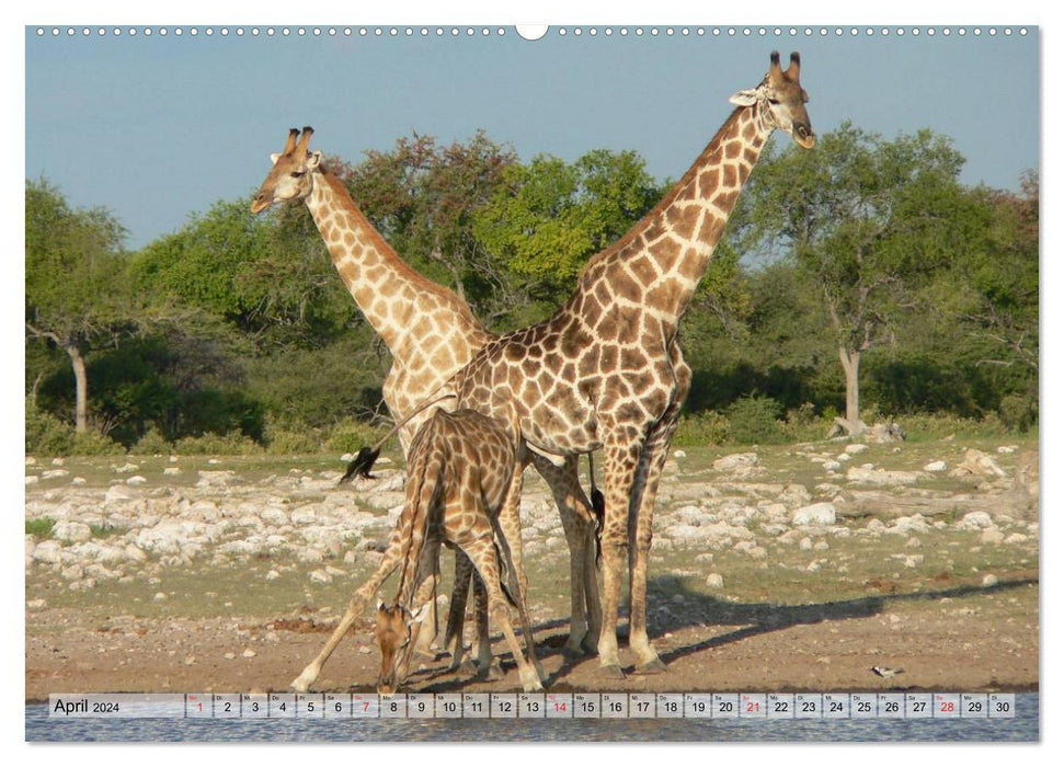 Giraffes. So close to heaven (CALVENDO Premium Wall Calendar 2024) 