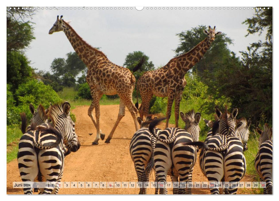 Giraffes. So close to heaven (CALVENDO Premium Wall Calendar 2024) 