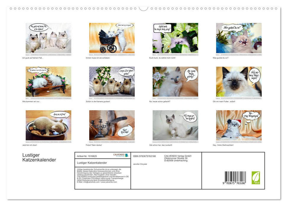 Funny cat calendar (CALVENDO Premium Wall Calendar 2024) 