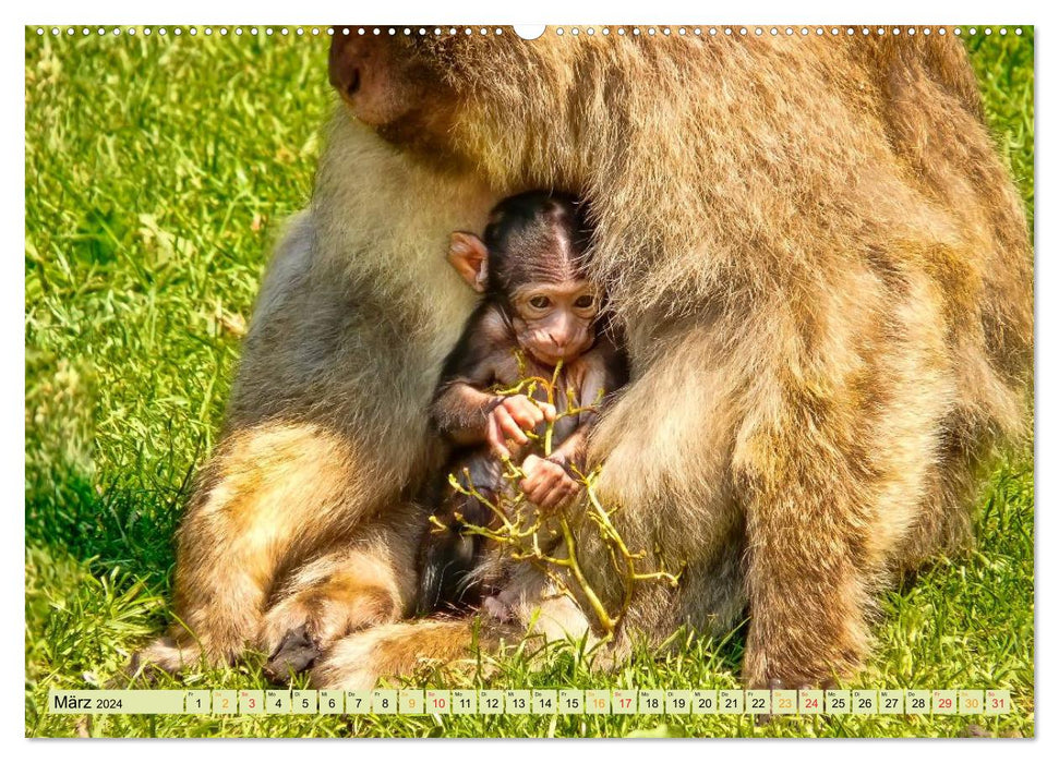Affen - Affenkinder (CALVENDO Wandkalender 2024)
