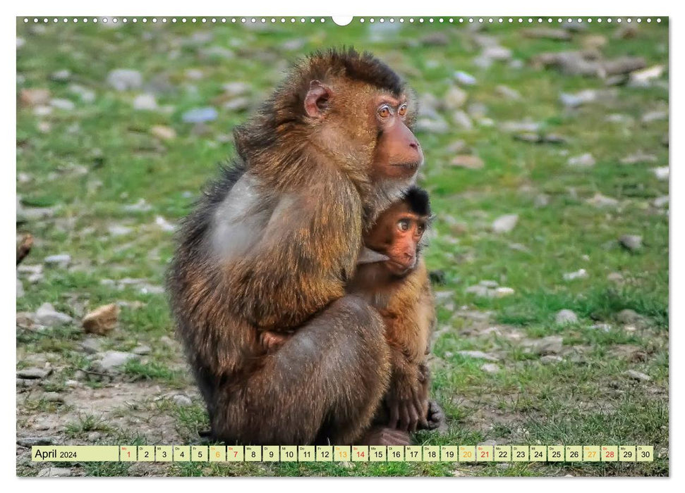 Monkeys - monkey children (CALVENDO wall calendar 2024) 