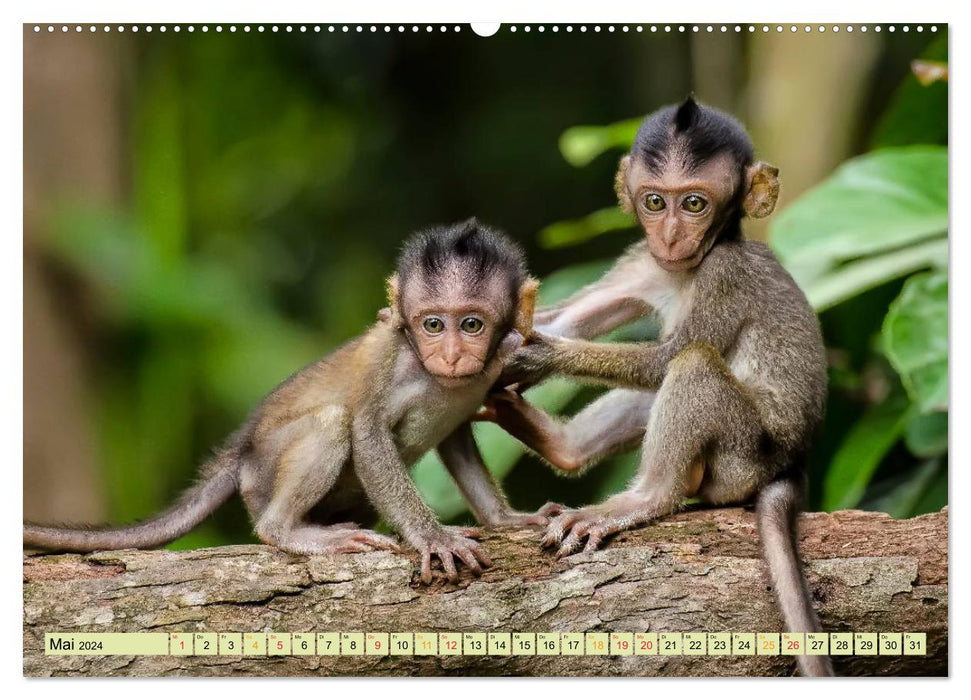 Singes - enfants singes (Calendrier mural CALVENDO 2024) 