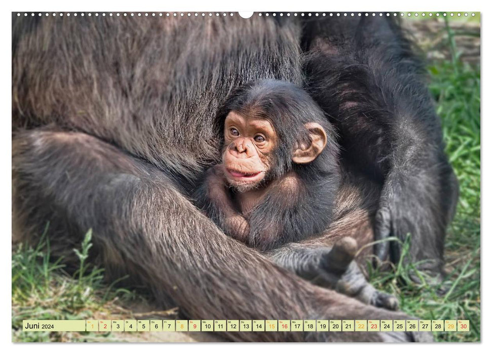 Monkeys - monkey children (CALVENDO wall calendar 2024) 