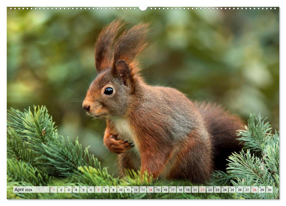 Wildtiere. Heimische Schönheiten (CALVENDO Premium Wandkalender 2024)