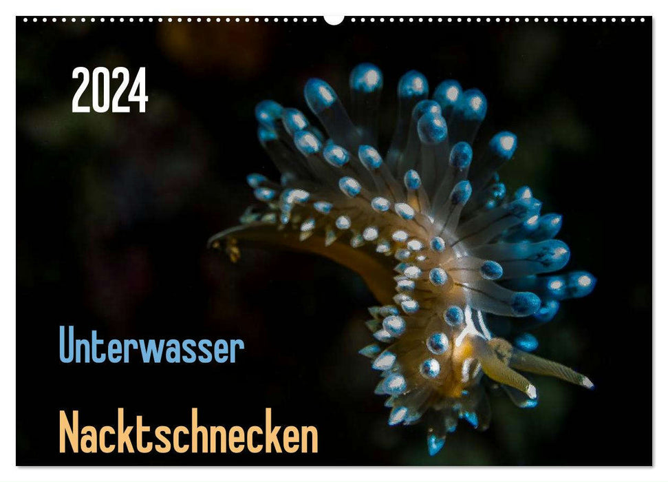 Unterwasser - Nacktschnecken 2024 (CALVENDO Wandkalender 2024)