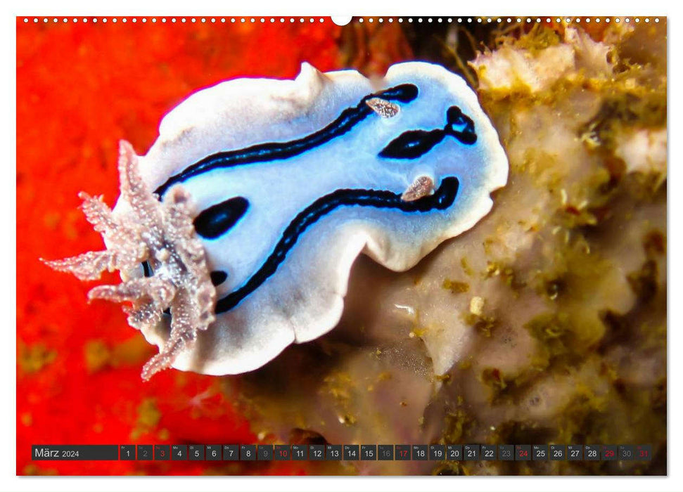 Underwater - Nudibranchs 2024 (CALVENDO wall calendar 2024) 