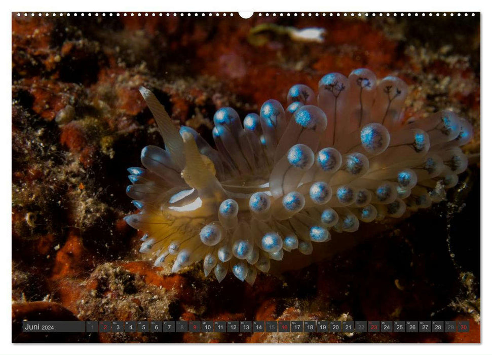Underwater - Nudibranchs 2024 (CALVENDO wall calendar 2024) 