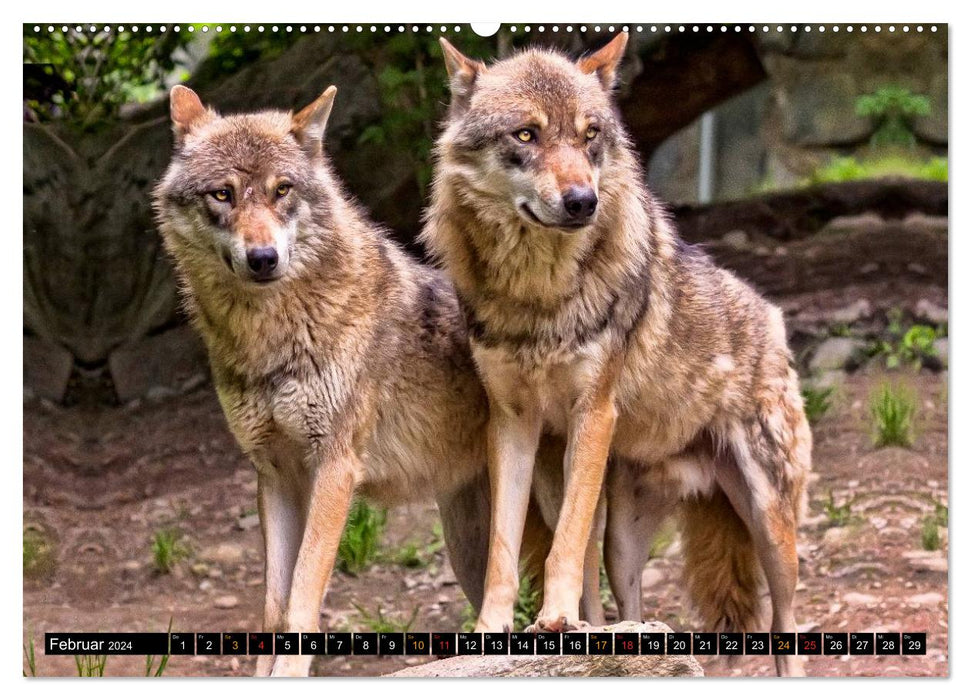 Loups - ils sont de retour (Calendrier mural CALVENDO 2024)