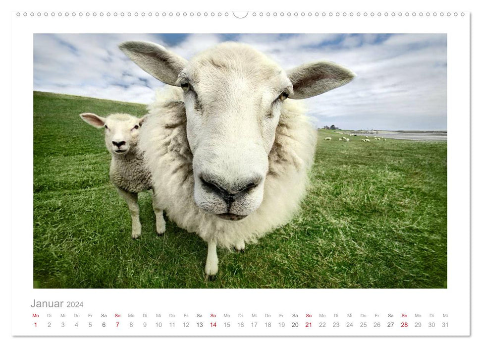 Nordsee Schafe (CALVENDO Premium Wandkalender 2024)