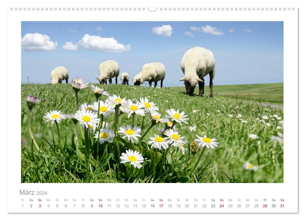 Nordsee Schafe (CALVENDO Premium Wandkalender 2024)