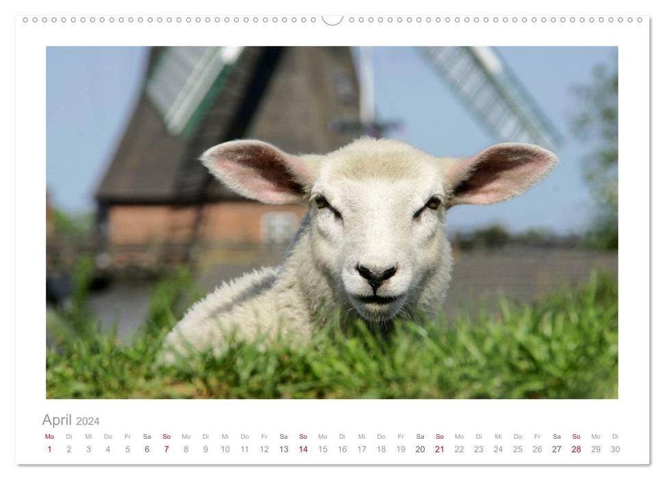 Nordsee Schafe (CALVENDO Premium Wandkalender 2024)