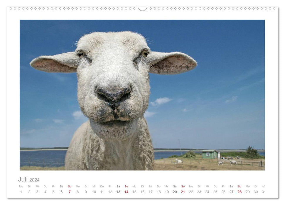 Mouton de la mer du Nord (Calvendo Premium Calendrier mural 2024) 