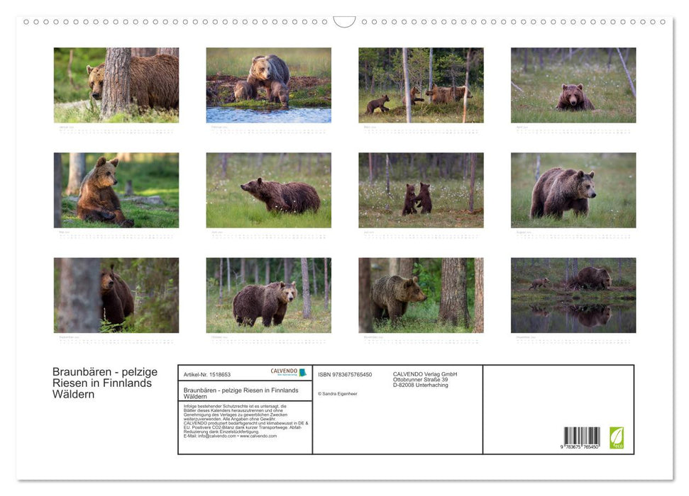 Braunbären - pelzige Riesen in Finnlands Wäldern (CALVENDO Wandkalender 2024)
