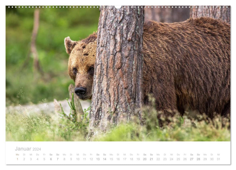 Ours bruns - géants à fourrure dans les forêts finlandaises (calendrier mural CALVENDO 2024) 