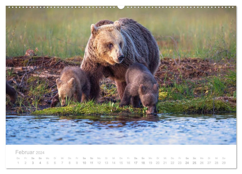 Ours bruns - géants à fourrure dans les forêts finlandaises (calendrier mural CALVENDO 2024) 