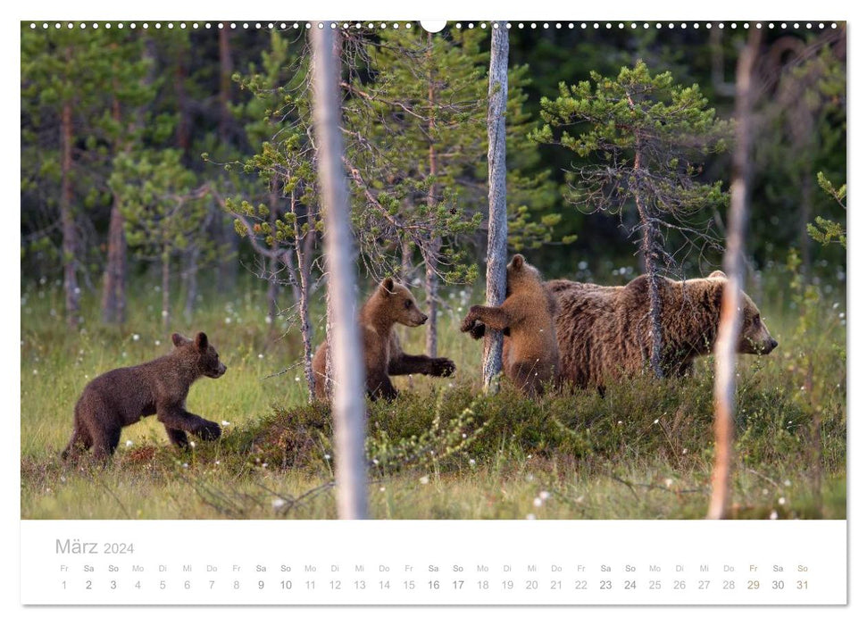 Ours bruns - géants à fourrure dans les forêts finlandaises (calendrier mural CALVENDO 2024) 