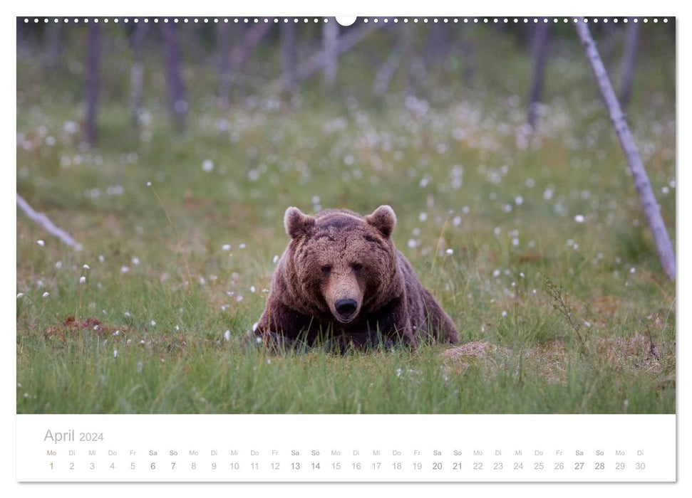 Ours bruns - géants à fourrure dans les forêts finlandaises (calendrier mural CALVENDO 2024) 