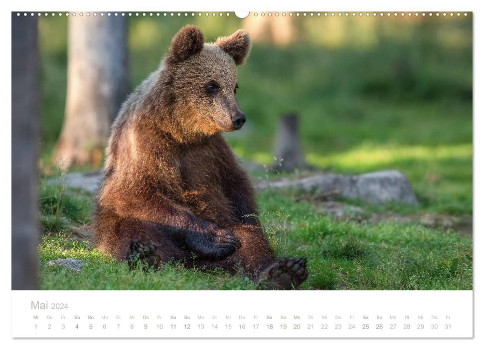 Braunbären - pelzige Riesen in Finnlands Wäldern (CALVENDO Wandkalender 2024)