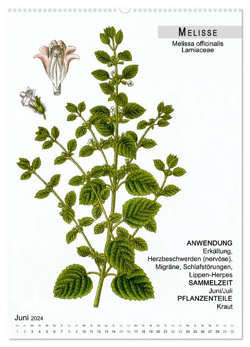 Heilpflanzen (CALVENDO Premium Wandkalender 2024)