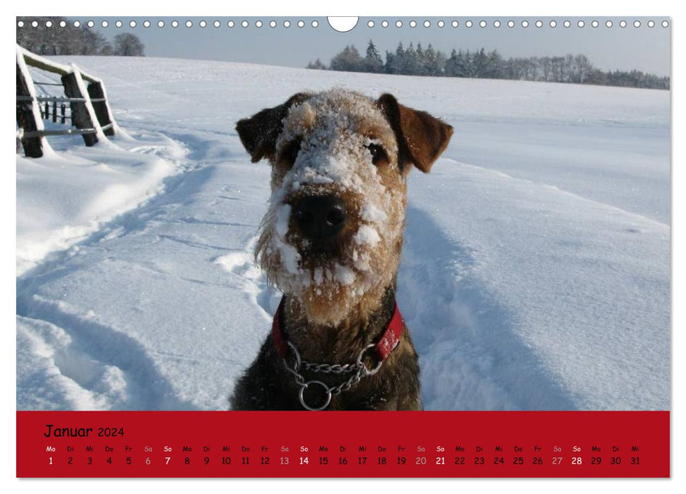 Airedale Terrier (CALVENDO Wandkalender 2024)