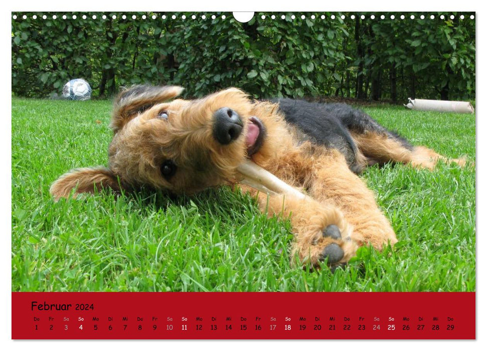 Airedale Terrier (CALVENDO Wandkalender 2024)